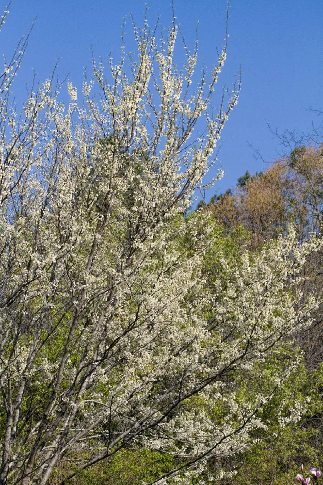 Royal White Redbud Tree