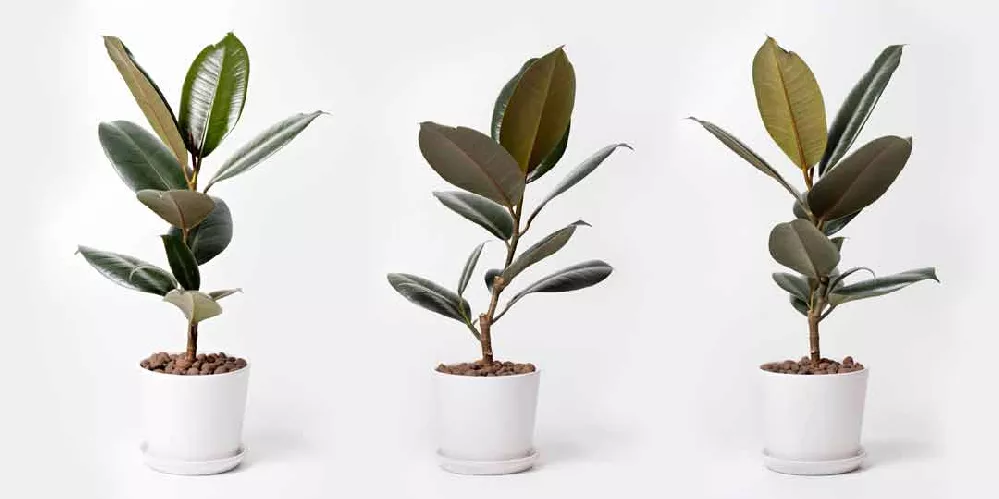     Rubber-Plant-Ficus-Photo1