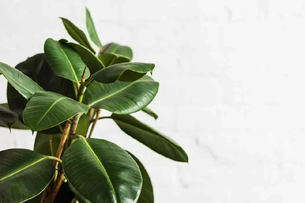 Rubber Plant (Ficus) for Sale - Buying & Growing Guide - Trees.com