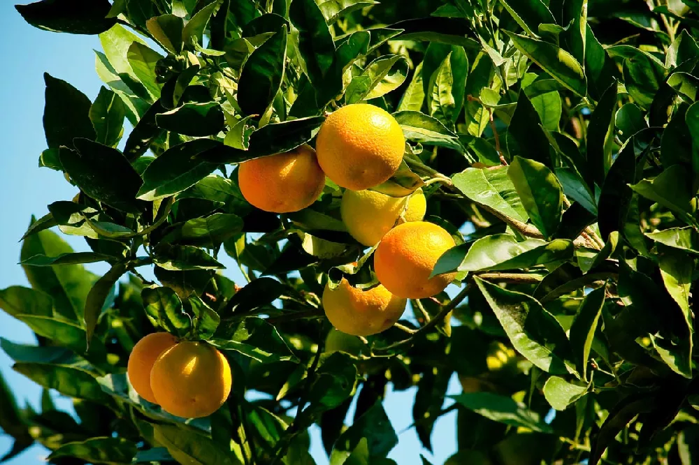 Ruby Red Grapefruit tree