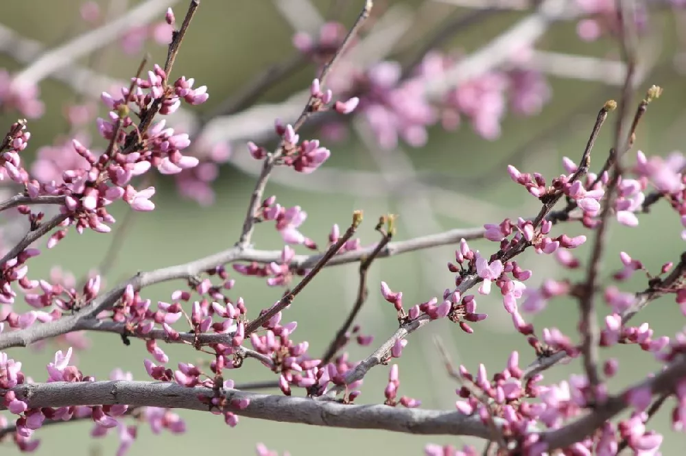 Ruby Falls Redbud 2