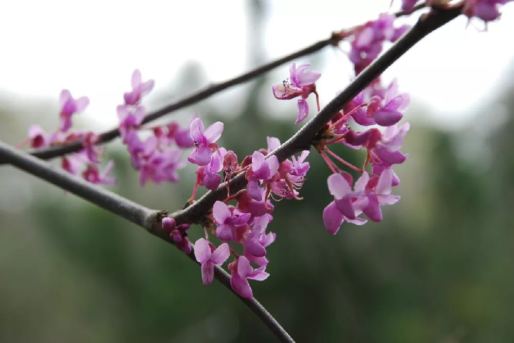 Ruby Falls Redbud 3