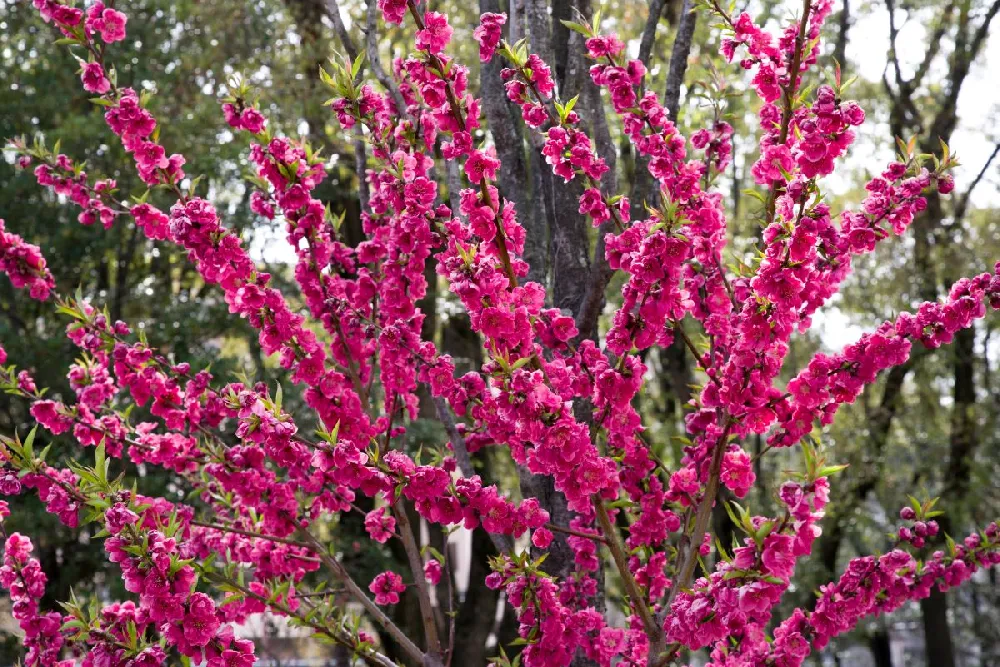 Ruby Ruffle™ Patio Peach Tree