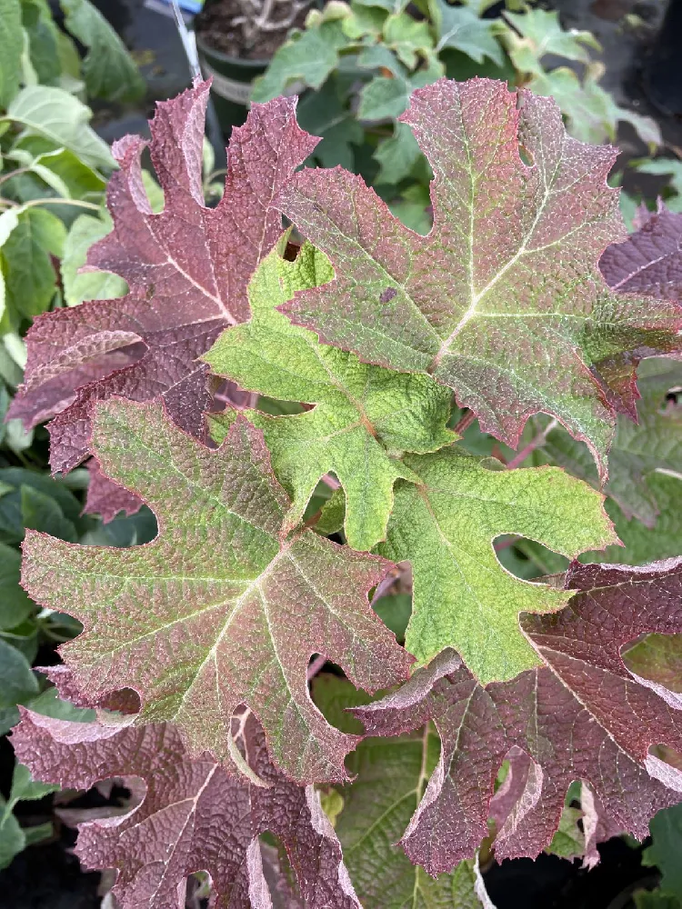 Ruby Slippers Hydrangea Shrub