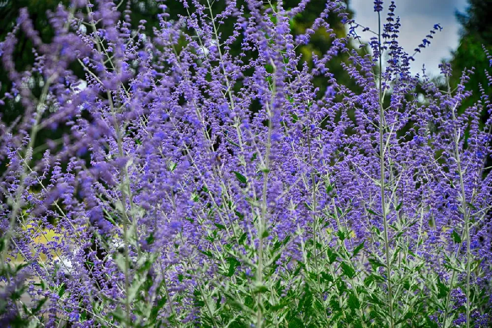 Russian Sage