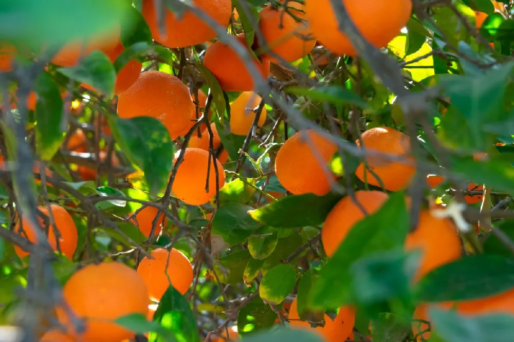 Sanguinelli Blood Orange Tree