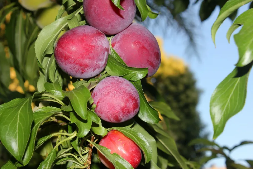 Santa Rosa Plum Tree