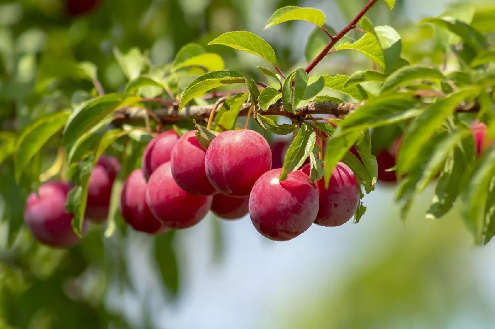 Santa Rosa Plum