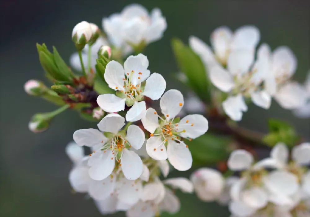 Santa Rosa Plum