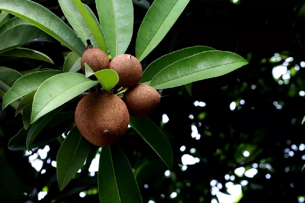 Sapodilla Tree 2