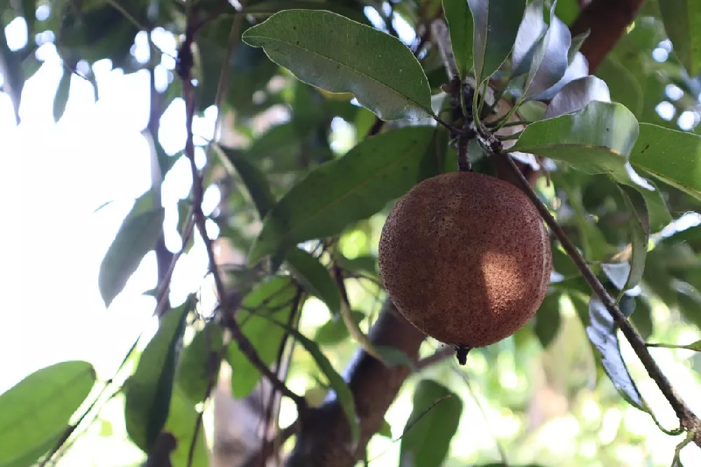 Sapodilla Tree 3