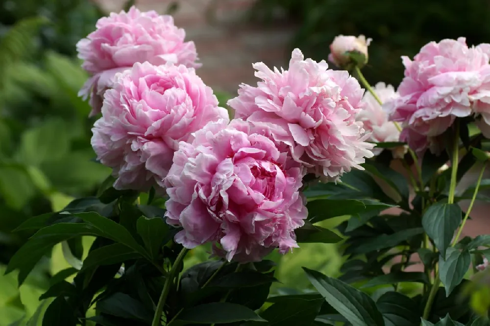 Sarah Bernhardt Peony