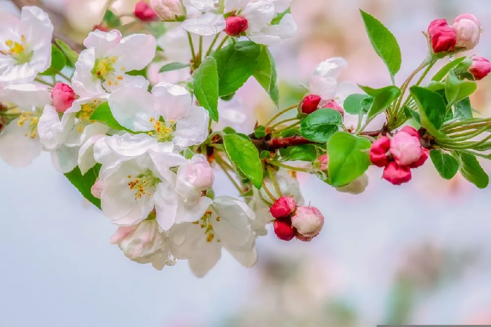 Sargent Crabapple Tree