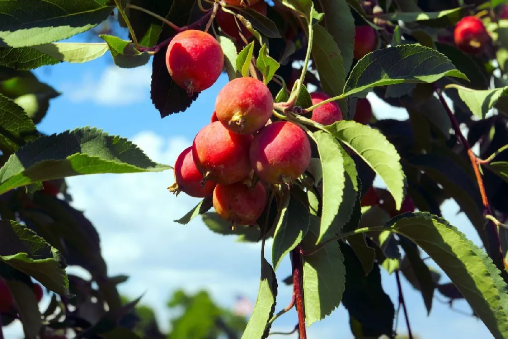 Sargent Crabapple Tree