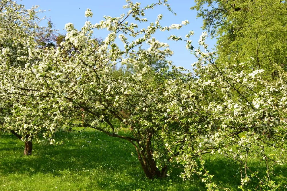 Sargent Crabapple Tree