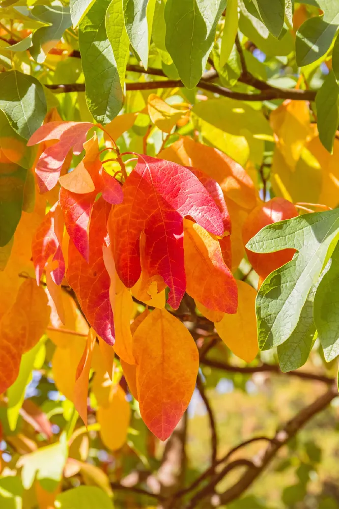 Sassafras Tree