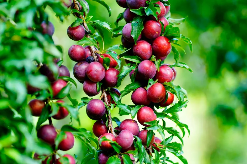 Satsuma Plum Tree 