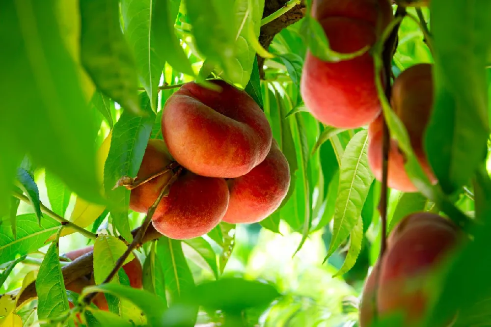 Saturn Peach Tree
