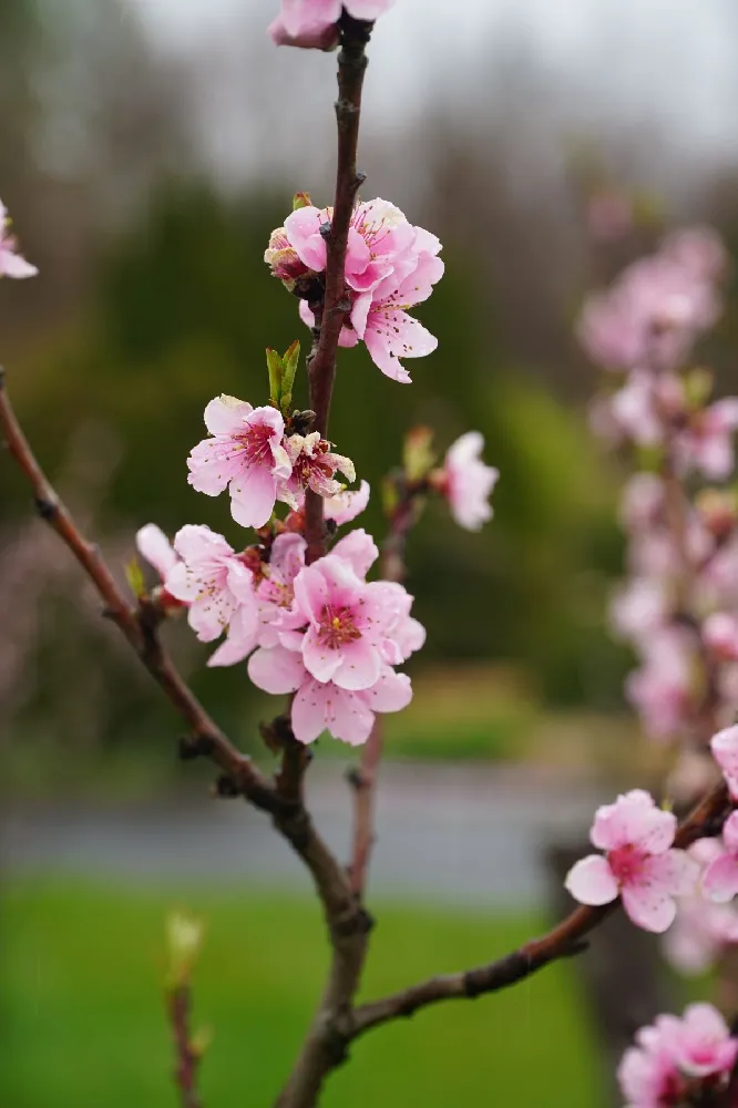 Saturn Peach Tree