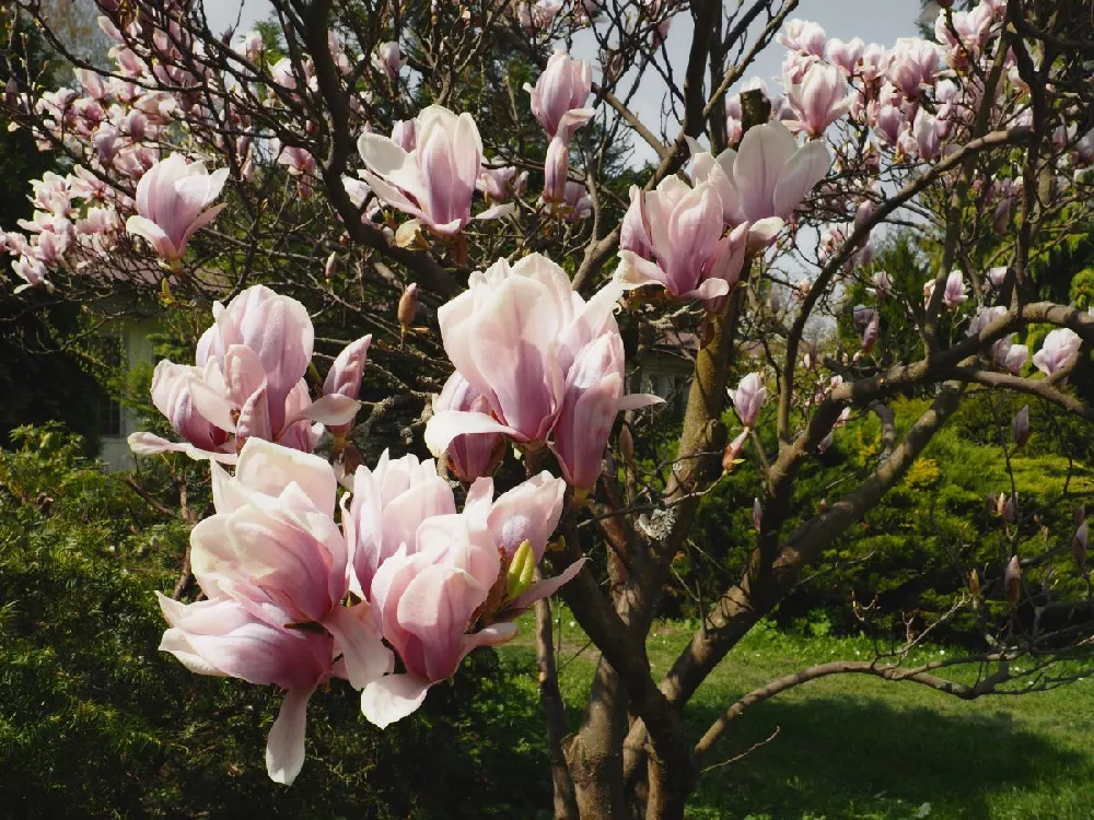 Saucer Magnolia Tree 1