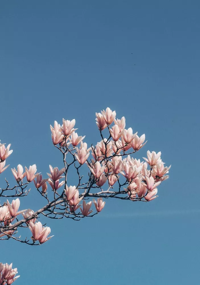 Saucer Magnolia Tree 2