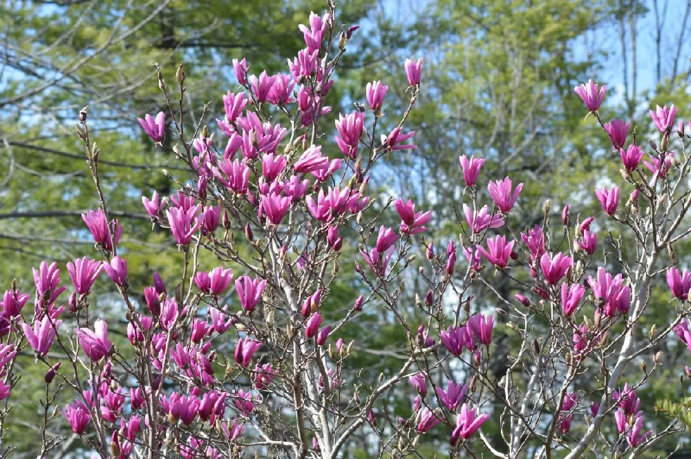 purple magnolia tree