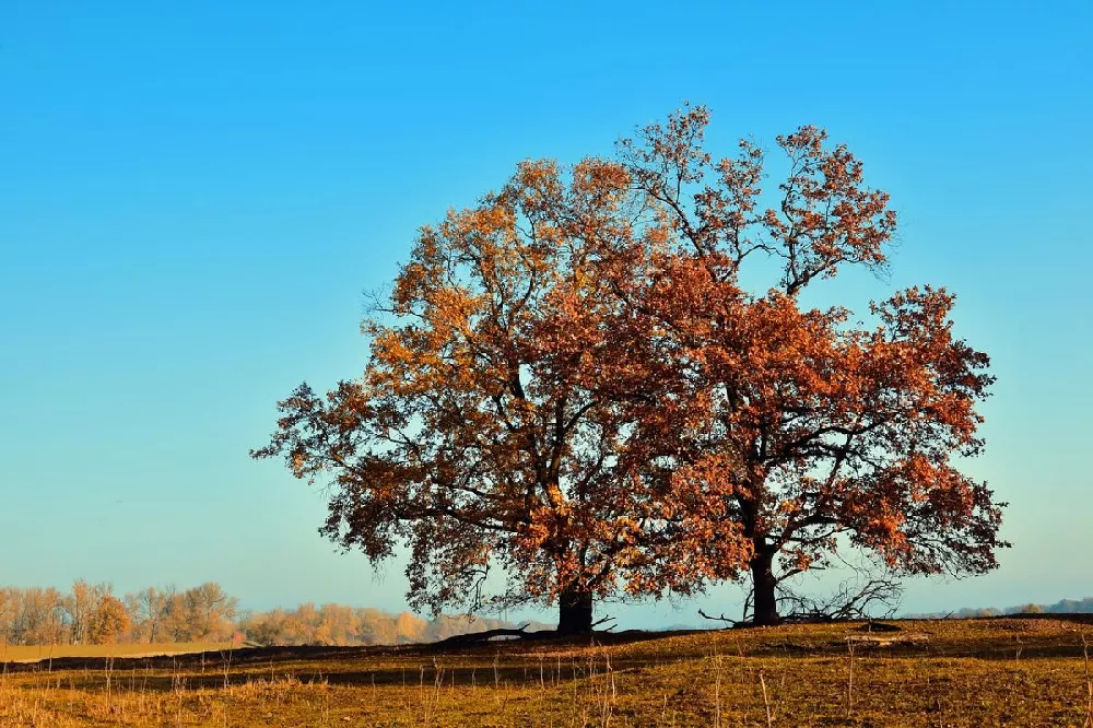 Sawtooth Oak Tree