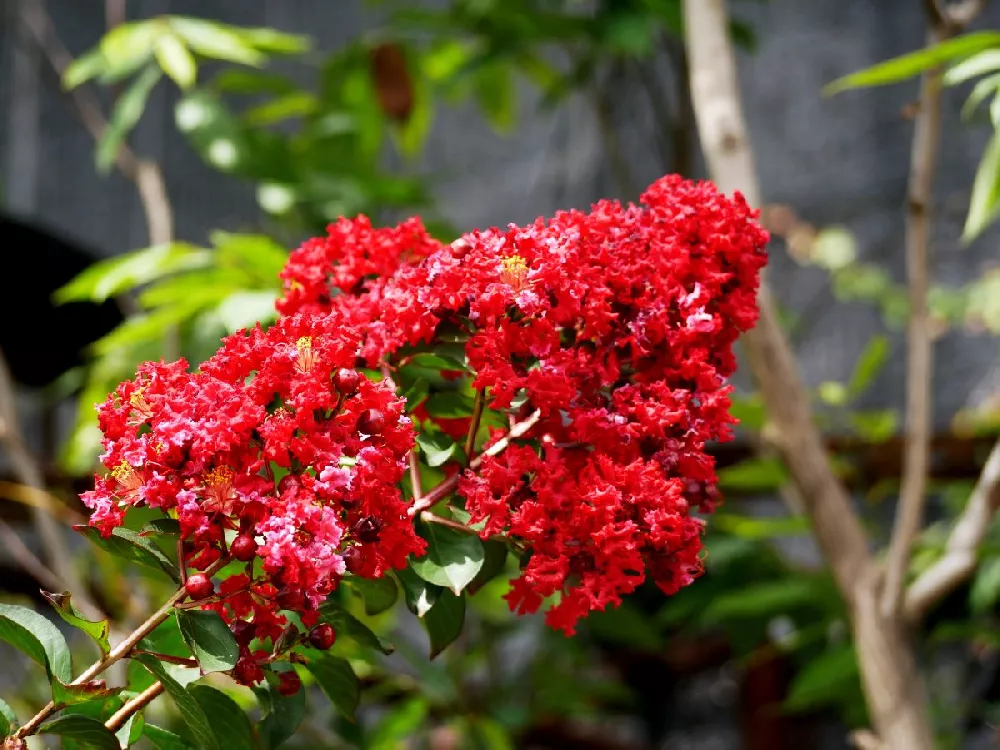 Colorama™ Scarlet Crape Myrtle Tree 1