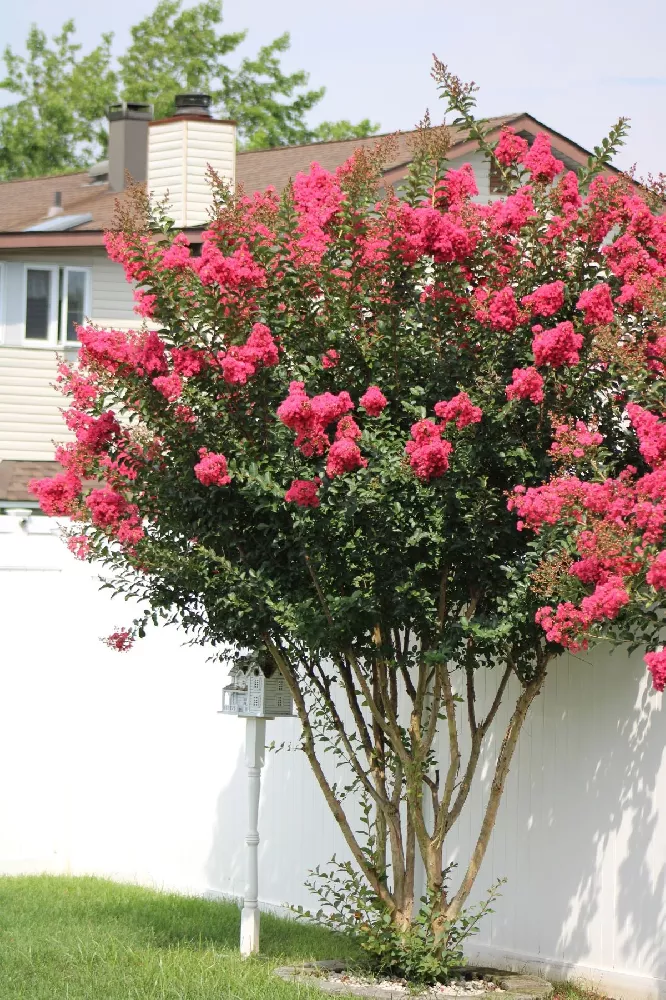 Colorama™ Scarlet Crape Myrtle Tree 2