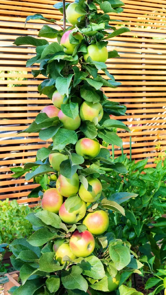 Scarlet Sentinel Columnar Apple Tree