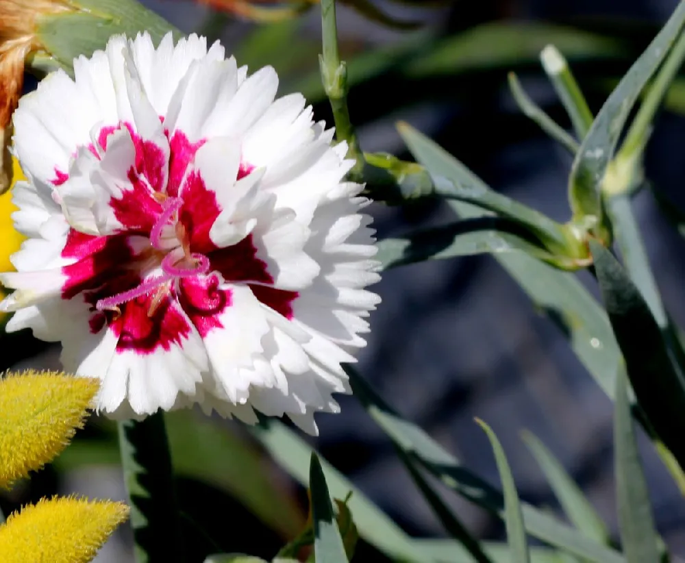 Scent First® Coconut Surprise Dianthus