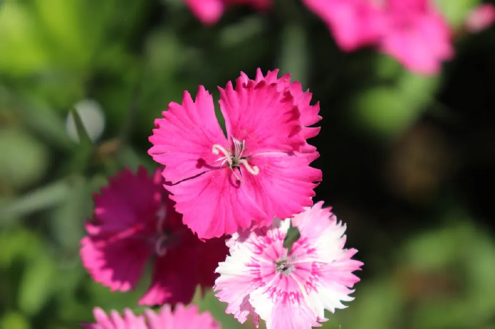 Scent First® Eternity Dianthus Plant