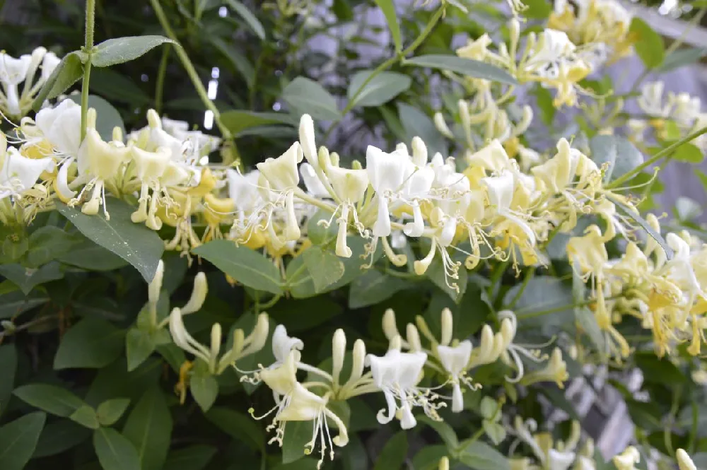 Scentsation' Honeysuckle Vine