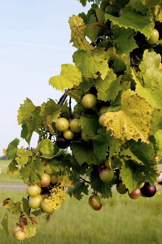 Tara Scuppernong Grape