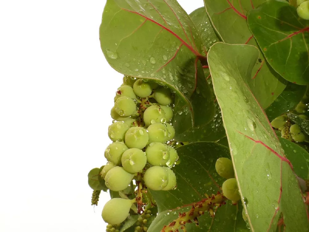 Sea Grape Bush 3