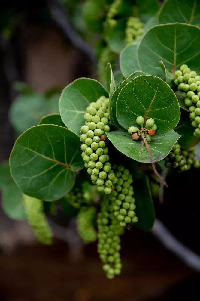 Sea Grape Bush