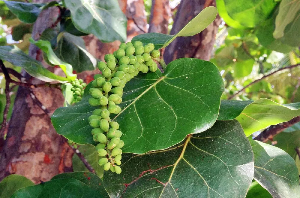 Sea Grape Bush 2