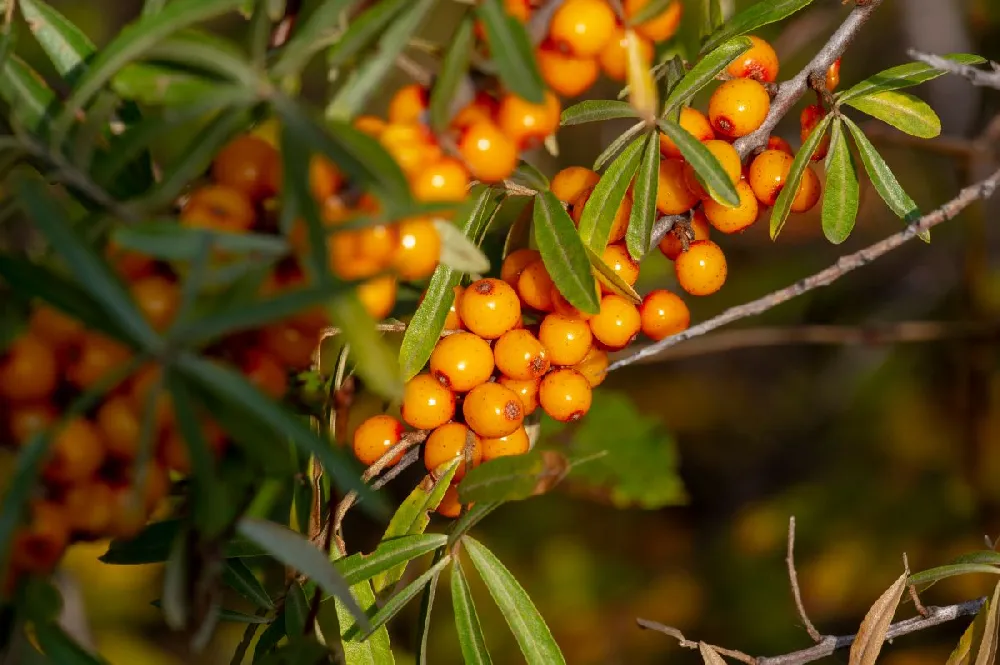 Sea Buckthorn