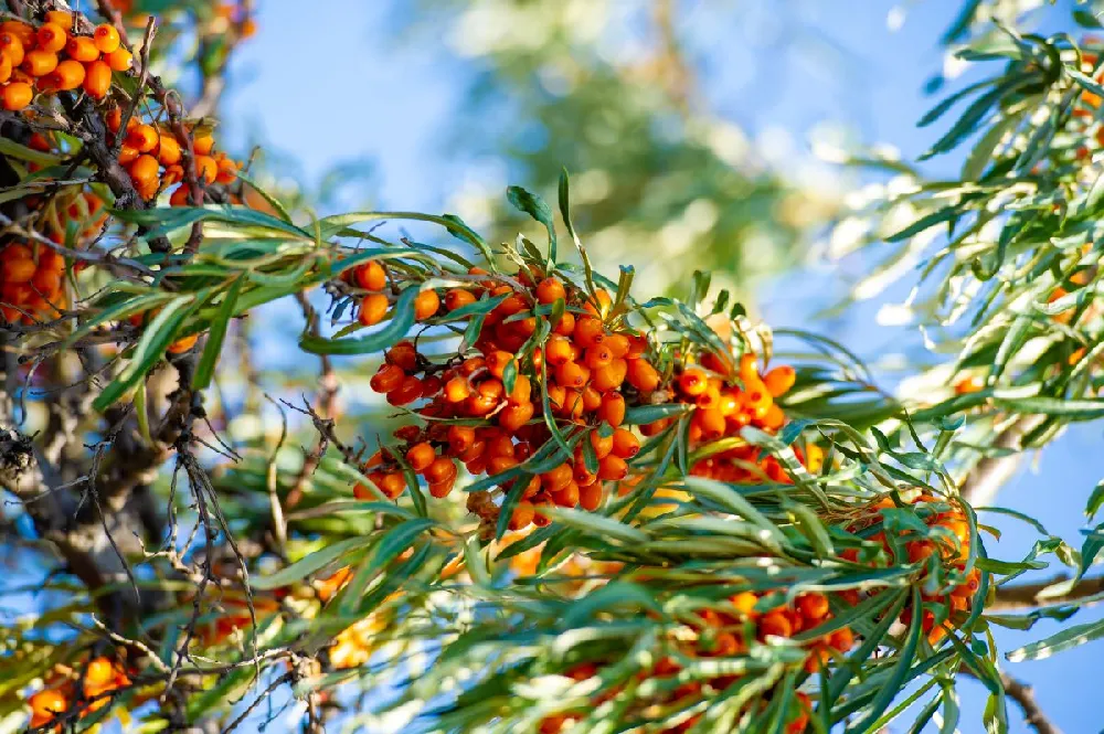 Sea Buckthorn