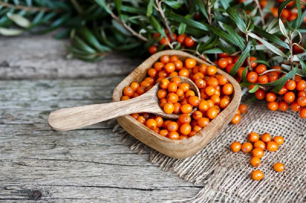 Sea Buckthorn