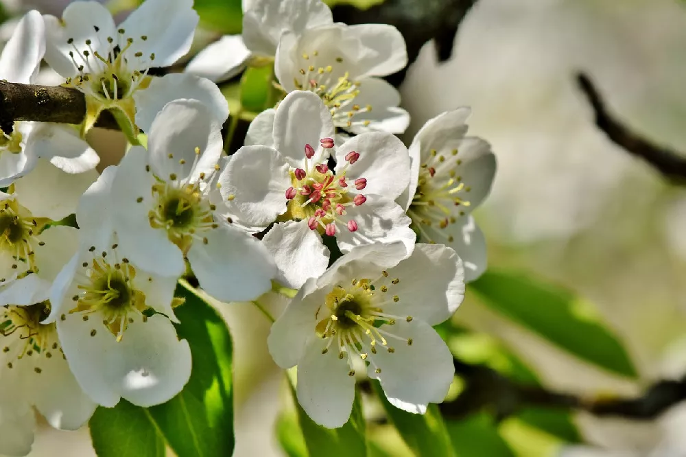 Seckel Pear Tree