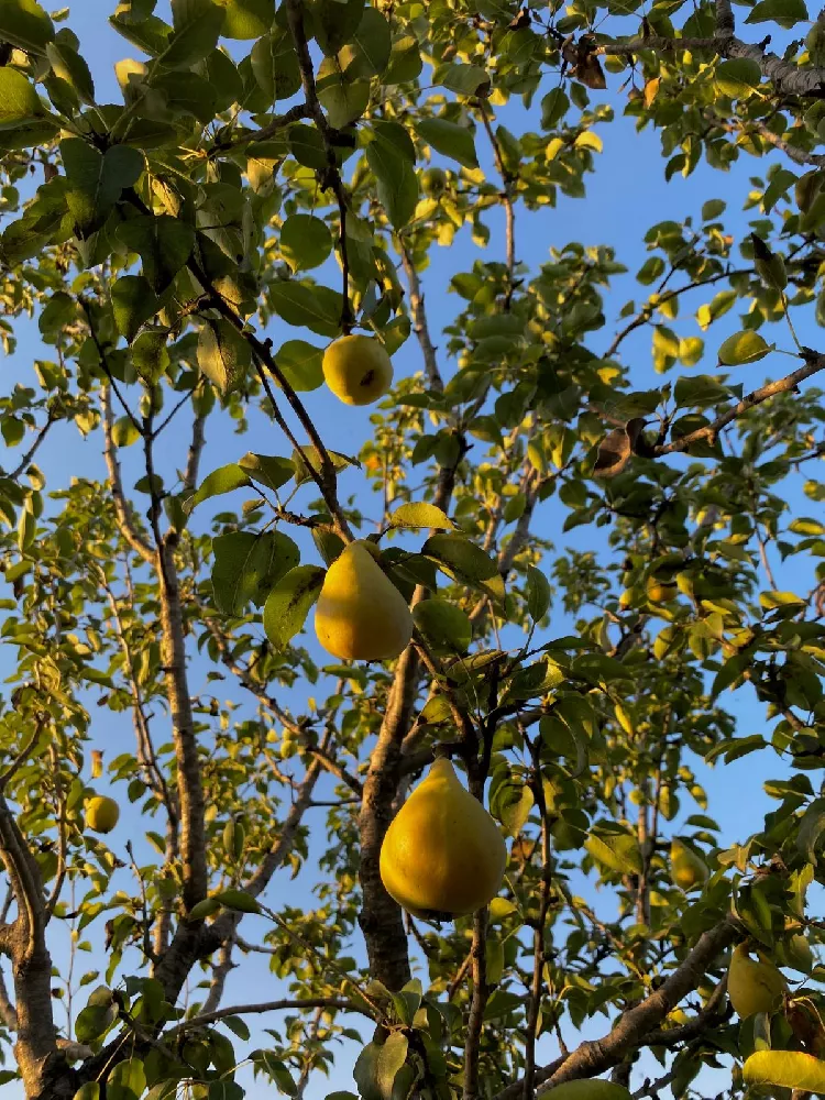 Seckel Pear Tree