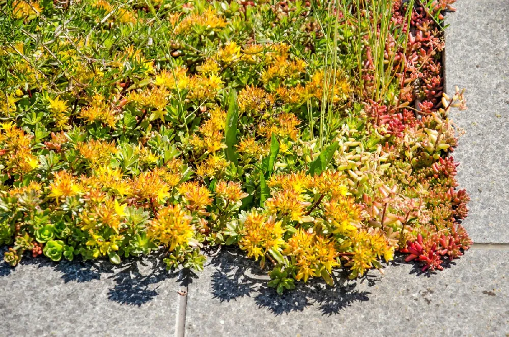 Sedum Tile® - Color Splash