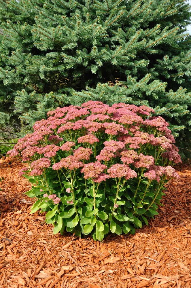 Autumn Joy Sedum