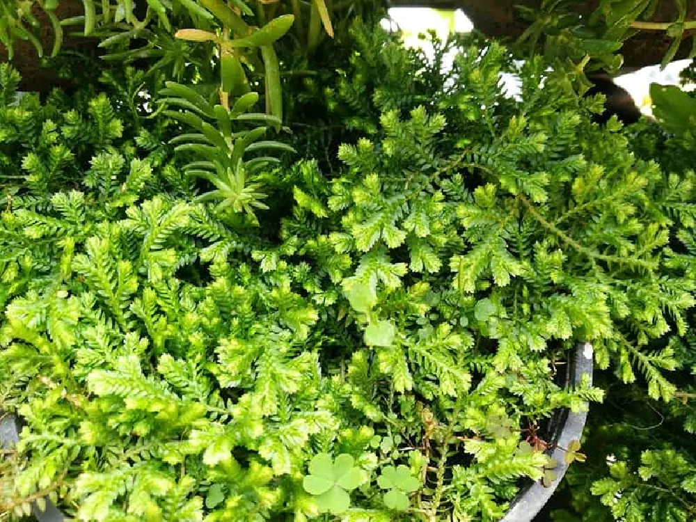 Selaginella in sunlight