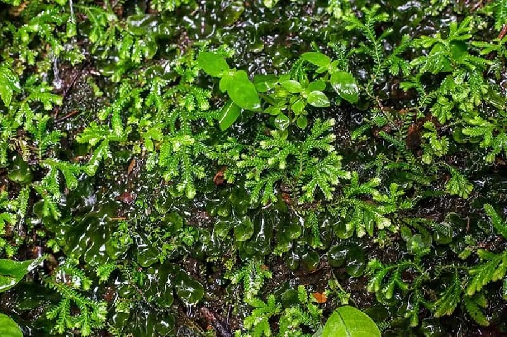 Watering Selaginella