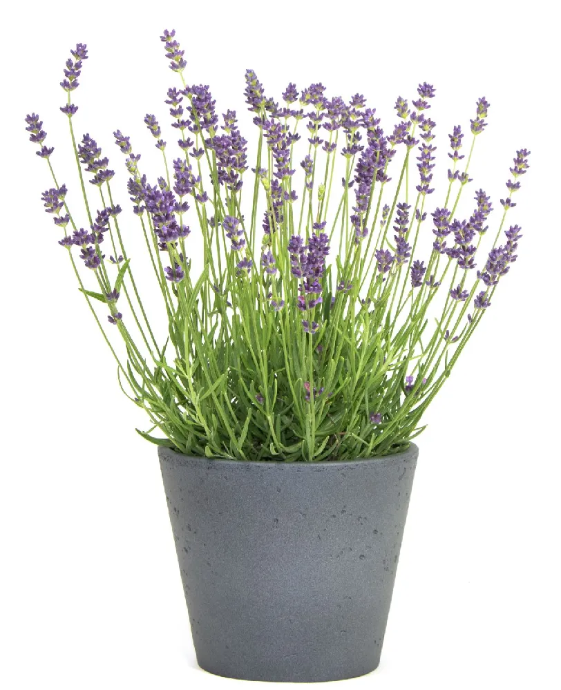 Sensational™ Lavender Plant