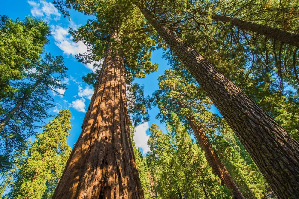 Sequoia Tree