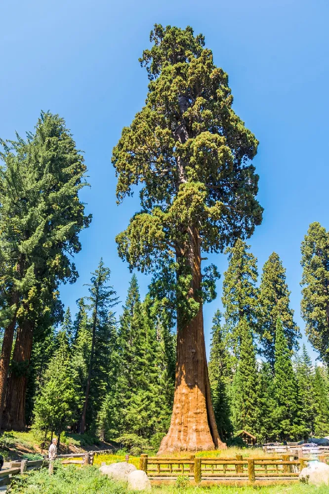 Sequoia Tree