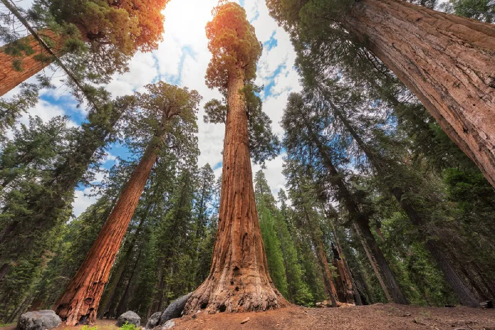 Sequoia Tree